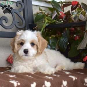 Rex, Cavachon Puppy